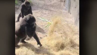 Photo of Gorilas encuentran una serpiente en su jaula y se viralizan en TikTok