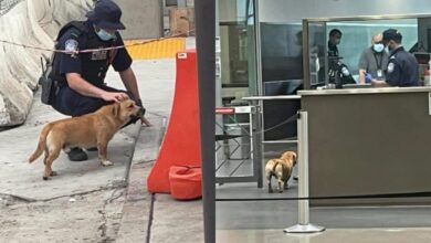 Photo of Perrito se vuelve internacional al cruzar frontera de México y EU