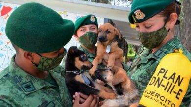 Photo of Sedena crea refugio para perritos abandonados en el aeropuerto de Santa Lucía
