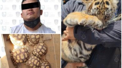 Photo of Detenido presunto traficante de animales; transportaba un cachorro de tigre en CdMx