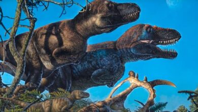 Photo of Dinosaurios sobrevivían a temperaturas bajo cero, estudio revela que habitaron la Antártida