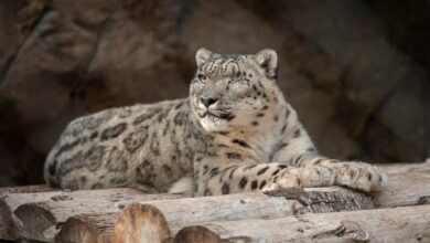 Photo of Tos y secreción nasal: leopardo no vacunado contrae covid-19 en zoológico de EU