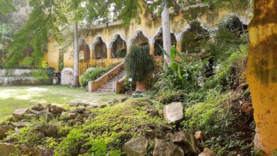 Photo of Reserva Ecológica Cuxtal cumple 28 años, ofrecerá actividades artístico-culturales