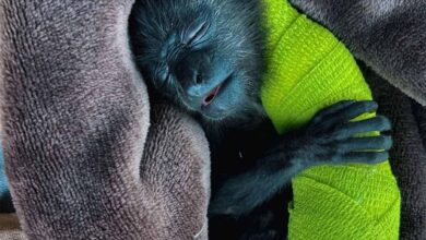 Photo of ‘Muuk’, el mono saraguato hallado en los brazos de su madre muerta; necesita ayuda