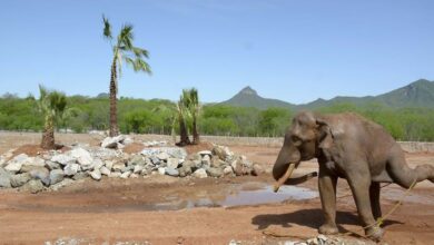 Photo of Big Boy inaugura un santuario para animales silvestres en México