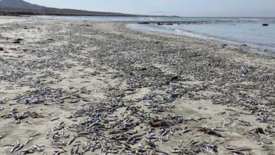 Photo of Hallan toneladas de sardinas varadas en costas de Mulegé, BCS