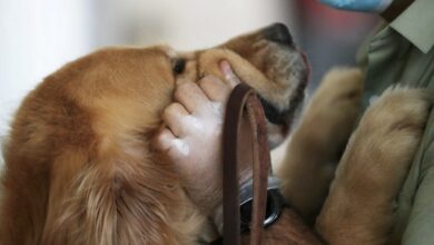 Photo of Por qué se celebra hoy el Día Mundial del Perro