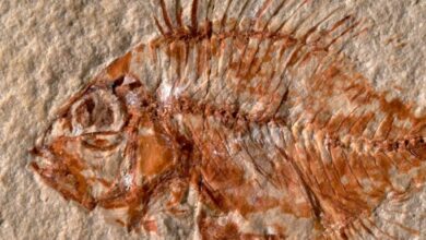 Photo of Encuentran en Chiapas nueva especie de pez que vivió hace 95 millones de años