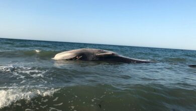 Photo of Recala muerta la ballena regresada al mar en Puerto Peñasco