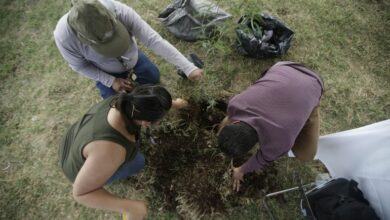 Photo of Plantar un árbol, nuevo requisito para obtener título profesional en Tamaulipas