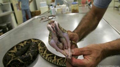 Photo of Veneno de serpiente impide reproducción del virus de Covid, revela investigación