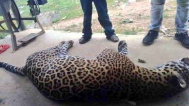 Photo of Campesino envenena a jaguar por matar a su burro en Oaxaca