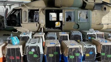 Photo of Estados Unidos abandonó a decenas de perros de trabajo en Afganistán