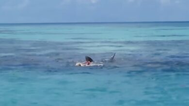 Photo of Tiburones devoran cuerpo en Arrecife Alacranes