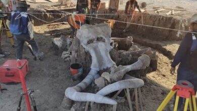 Photo of Aumentan hallazgos en Santa Lucía; rescatan más de 40 mil huesos de mamut, camello y caballo
