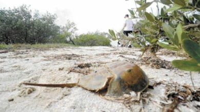 Photo of La zona más deforestada en México es la Península de Yucatán: Conafor