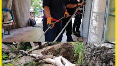 Photo of Bomberos rescatan a res que cayó en un pozo