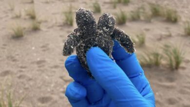 Photo of Encuentran una cría de tortuga marina con dos cabezas