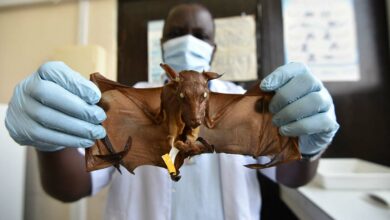 Photo of OMS alerta en África por virus de murciélago que causa grave enfermedad