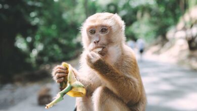 Photo of Mamá mono ataca a turista que ahorcó a su cría para una fotografía