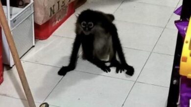 Photo of Capturan en Kanasín a un mono que entró a una tienda