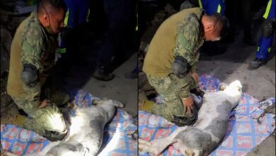 Photo of Marino intenta salvar la vida de perrito lesionado por deslave de cerro en Edomex