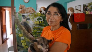 Photo of Fallece la activista e incansable defensora de los animales Rosario Sosa Parra