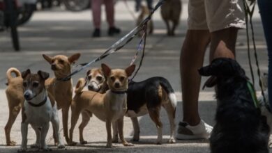 Photo of El alimento para mascotas podría reducir su precio: Hacienda propone 0% de IVA