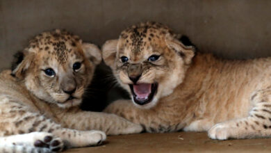 Photo of Leones y guepardos: su inclusión a lista roja de especies amenazadas