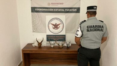 Photo of Guardia Nacional asegura 4 cuernos de venado en el Aeropuerto de Mérida