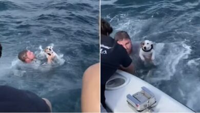 Photo of Jóvenes rescatan a perrito que nadaba solo en el océano