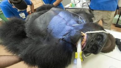 Photo of El enorme gorila «Barney» se convierte en una sensación por su examen médico