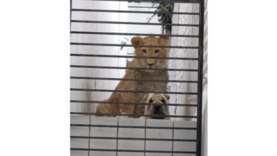 Photo of Preocupa a vecinos león y perro en residencia abandonada en Atizapán