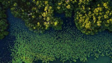 Photo of Hallan bosque de manglares, enorme y antiguo, oculto entre México y Guatemala