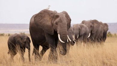 Photo of Científicos revelan que caza furtiva ha provocado la evolución de elefantes sin colmillos