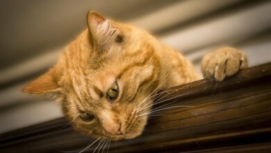 Photo of Hoy Día Internacional del Gato, ¿por qué se celebra tres veces al año a los mininos?