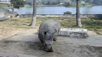Photo of Muere Toby a los 54 años, el rinoceronte blanco más viejo del mundo
