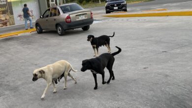 Photo of Mueren alrededor de 30 perros en incendio de casa en Gómez Palacio