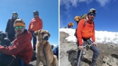 Photo of Rescatan a ‘El Canelo’, perrito que sobrevivió un mes en la cima del Pico de Orizaba