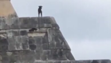 Photo of Perro llega a la cima de “El Castillo” de Chichén Itzá