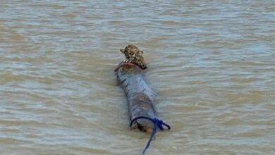 Photo of Armada de Colombia rescata en el Golfo de Uraba un jaguar perdido en el mar
