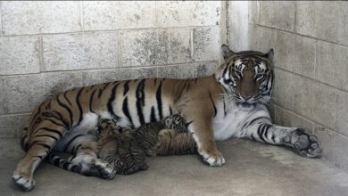 Photo of Nacen cuatro tigres en zoológico de Ciudad Juárez