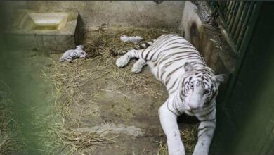 Photo of Nacen tres hermosos tigres blancos en Nicaragua