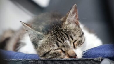 Photo of Francia prohibe la venta de perros y gatos en tiendas de mascotas