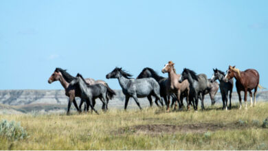 Photo of Australia sacrificará a 10 mil caballos salvajes por amenazar especies endémicas