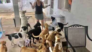 Photo of En Progreso extranjeros crean clínica para perros callejeros