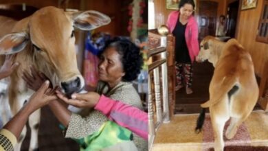 Photo of Mujer se casa con una vaca al creer que es su marido reencarnado