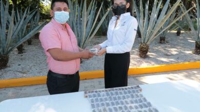 Photo of Ya son 15,000 abejas reinas entregadas para respaldar la apicultura en Yucatán