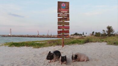 Photo of Certifica SSY a Pig Beach como zona libre de tabaco