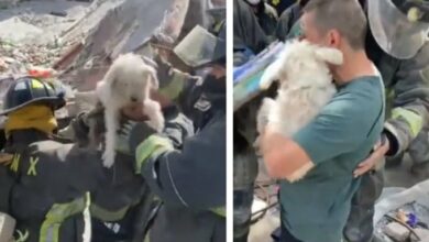 Photo of Bomberos rescatan a «Rufián», perrito que quedó bajo los escombros tras explosión
